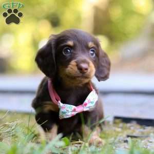Darla, Dachshund Puppy